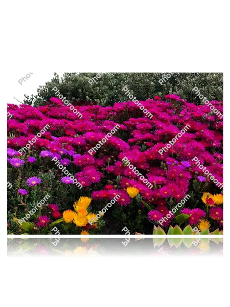 Sneaker Louis Vuitton